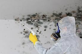 Best Environmental Consulting for Mold Prevention  in Stockton, MO